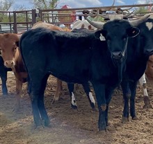 DIM OH HAPPY DAYS x SLAY THE ACTION 2021 HEIFER